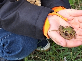 Ein Kind hält Amphibien in der Hand.